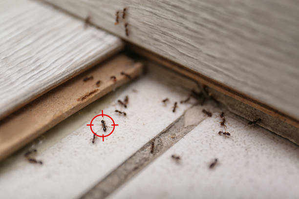 Best Local Pest Control Services  in West Mountain, UT