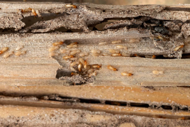 Best Pest Control Near Me in West Mountain, UT