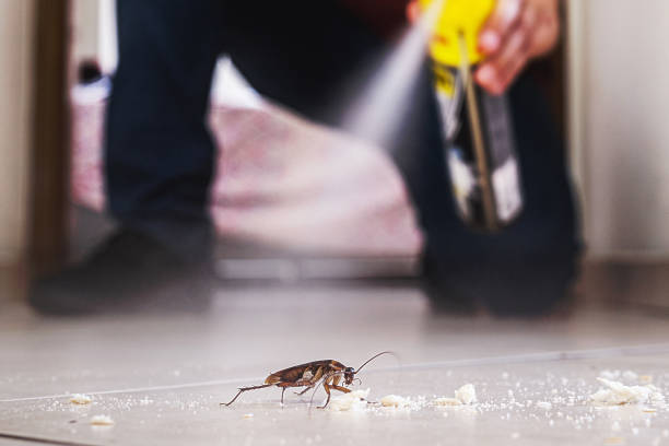 Flea Control Services in West Mountain, UT